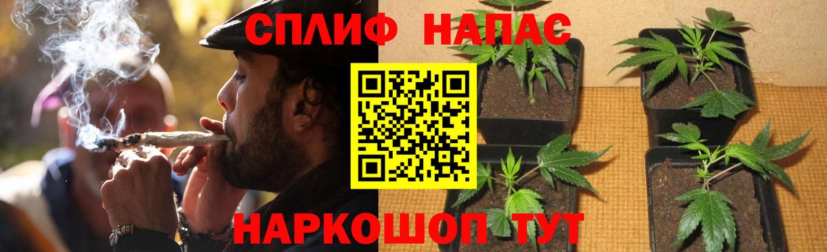Артём  Бошки марихуана MAZAR  Канабис сатива  Конопля сатива  Вход с VPN 